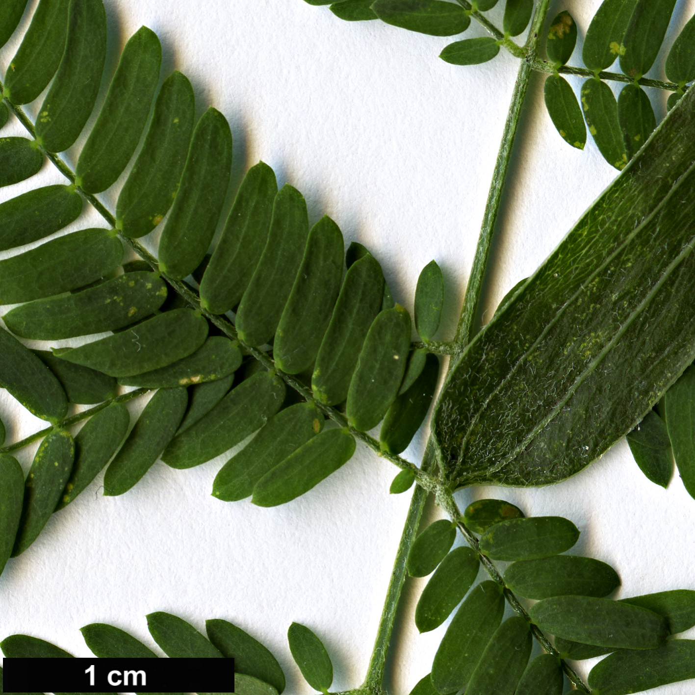 High resolution image: Family: Fabaceae - Genus: Acacia - Taxon: melanoxylon High resolution image: Family: Fabaceae - Genus: Acacia - Taxon: melanoxylon